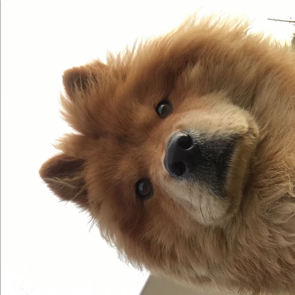 Meet your Posher, Allan